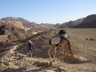 Mit dem Kamel durch die bergige W&uuml;ste des S&uuml;d-Sinai
